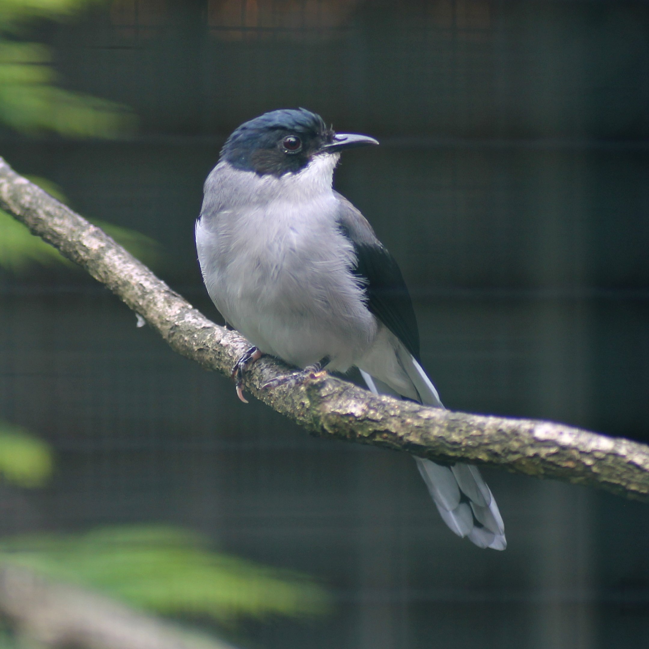 Black-headed sibia (Heterophasia desgodinsi)