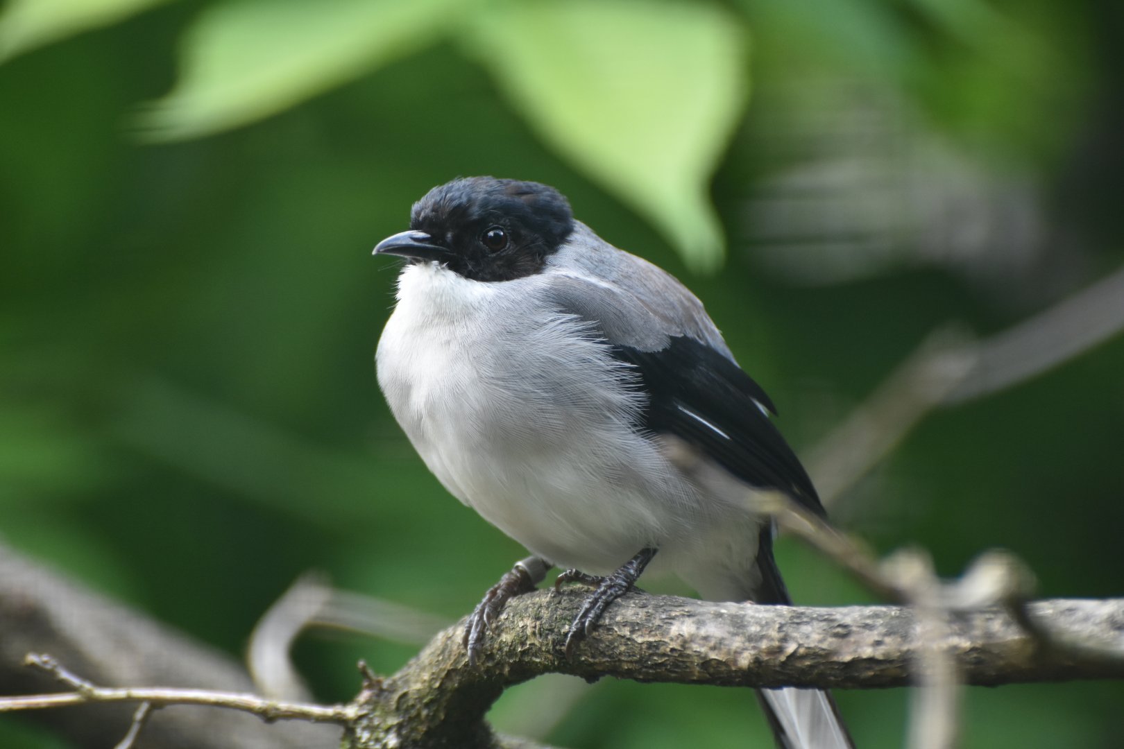 Black-headed Sibia Heterophasia desgodinsi