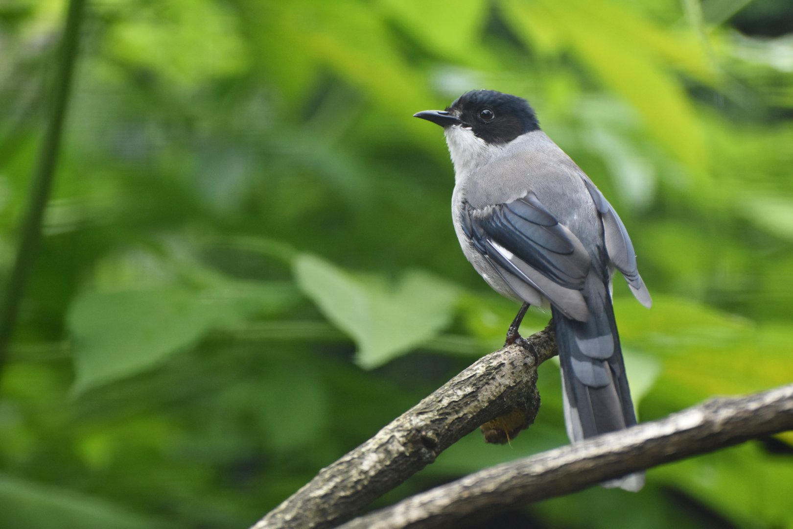 Black-headed Sibia Heterophasia desgodinsi