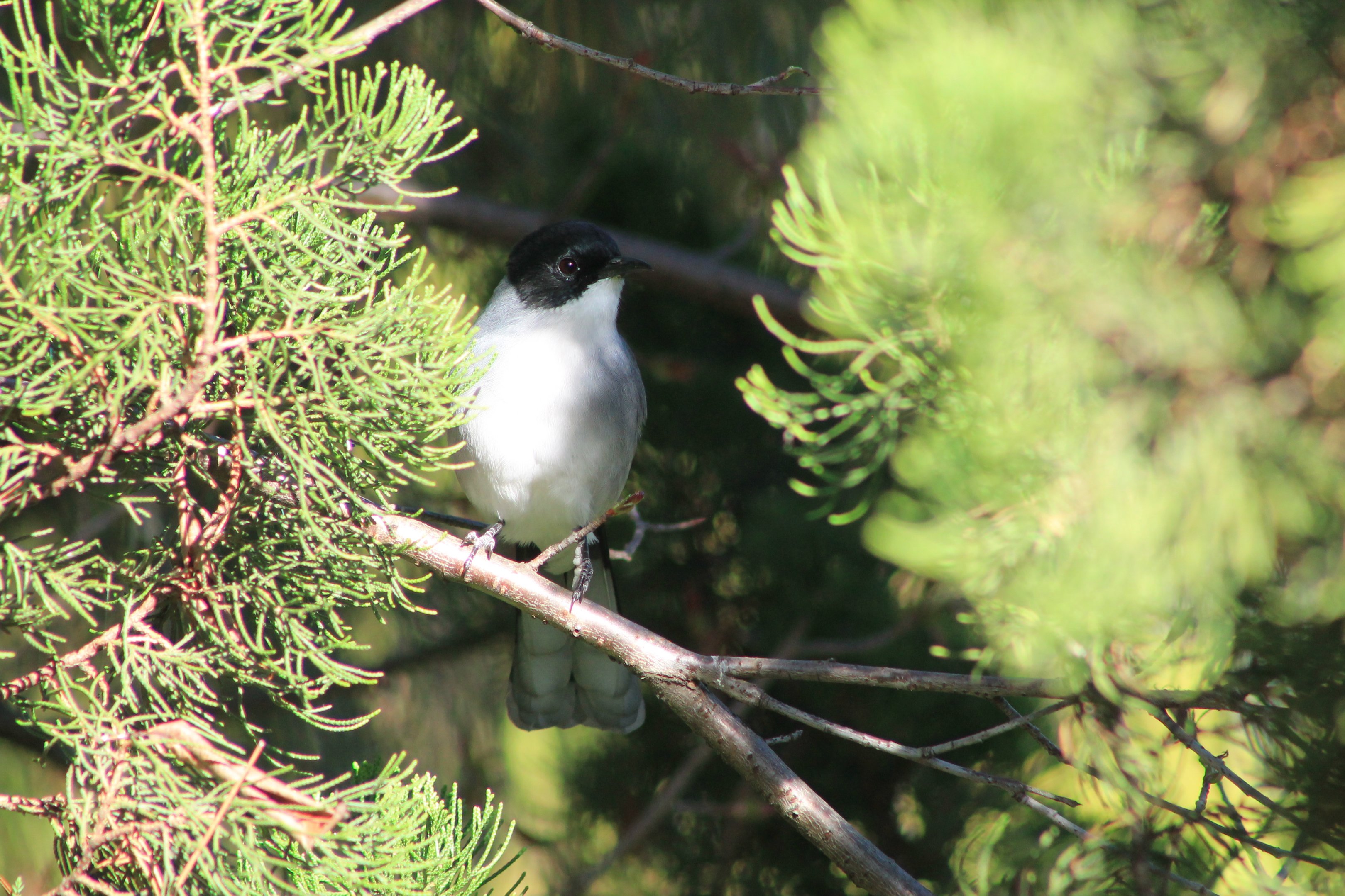 Black-headed Sibia (Heterophasia desgodinsi)