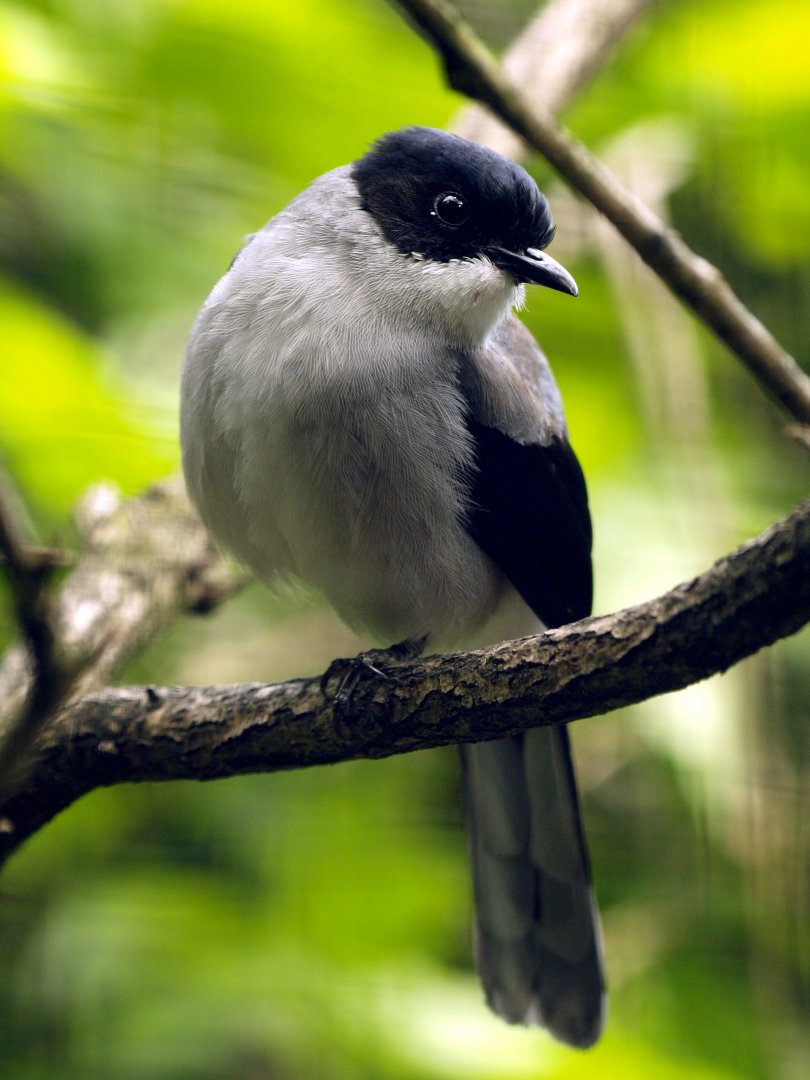 Black-headed sibia