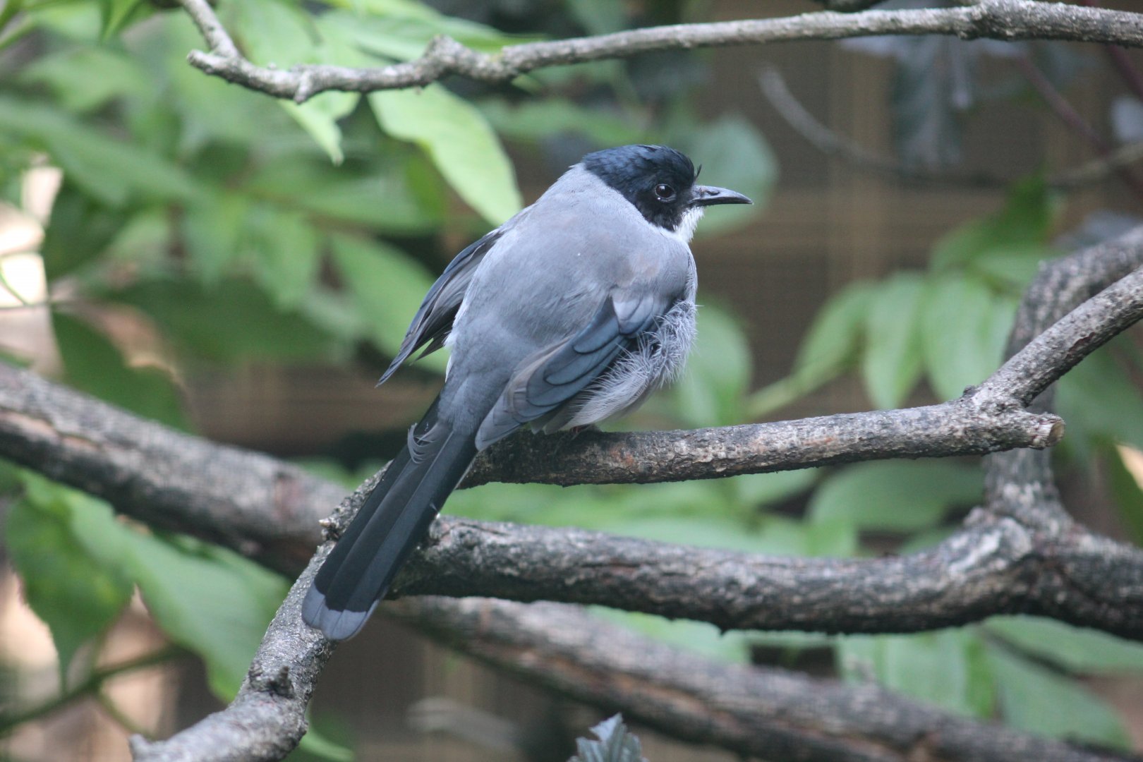 Black-Headed Sibia