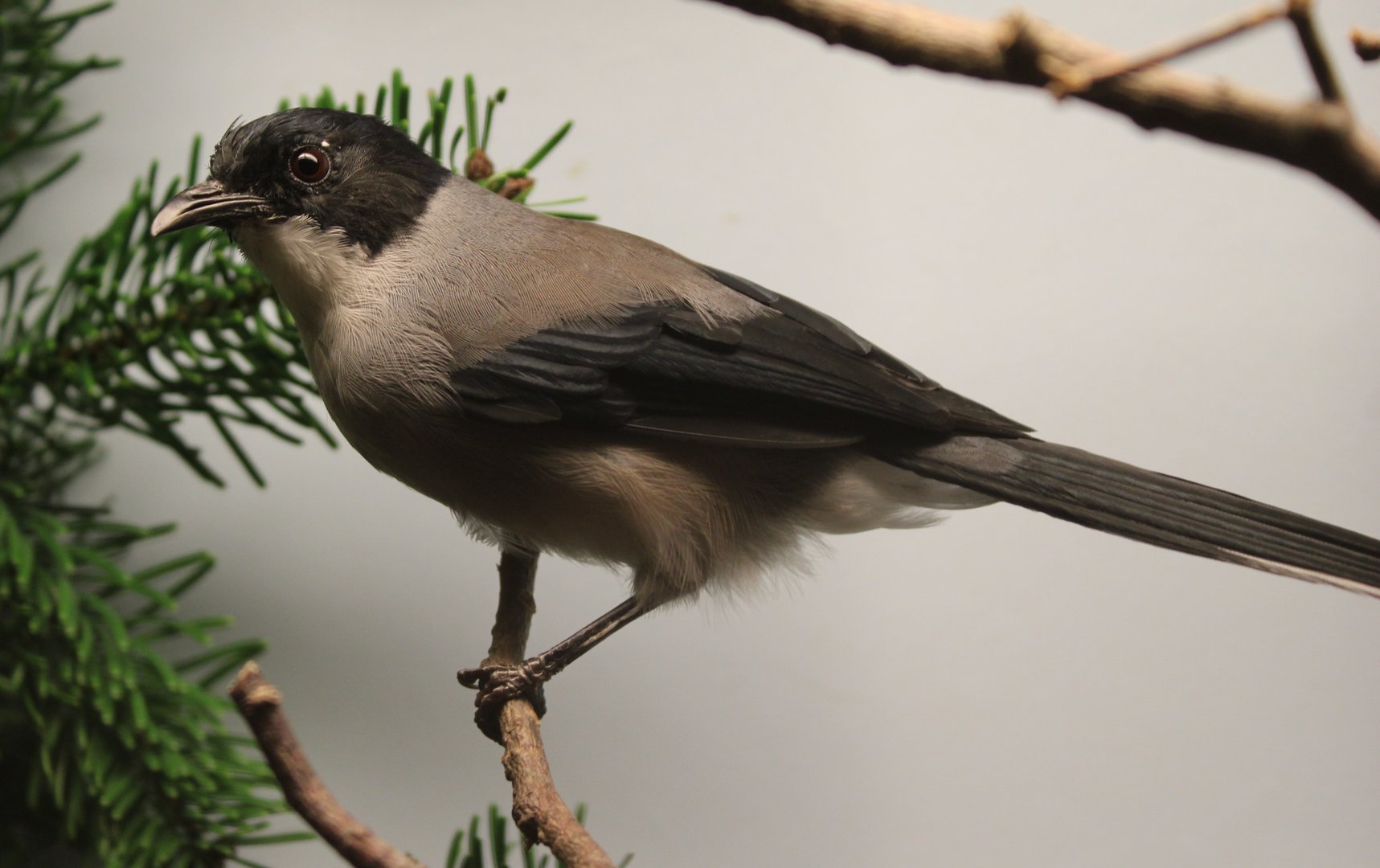 Black-headed sibia