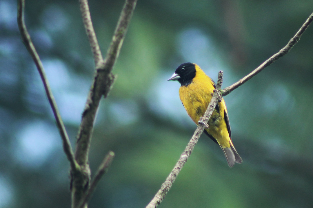 Black-headed Siskin (Spinus notatus)