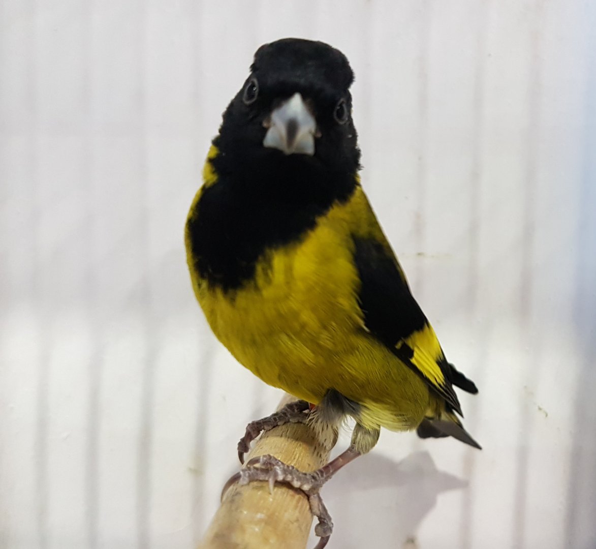 Black-headed siskin