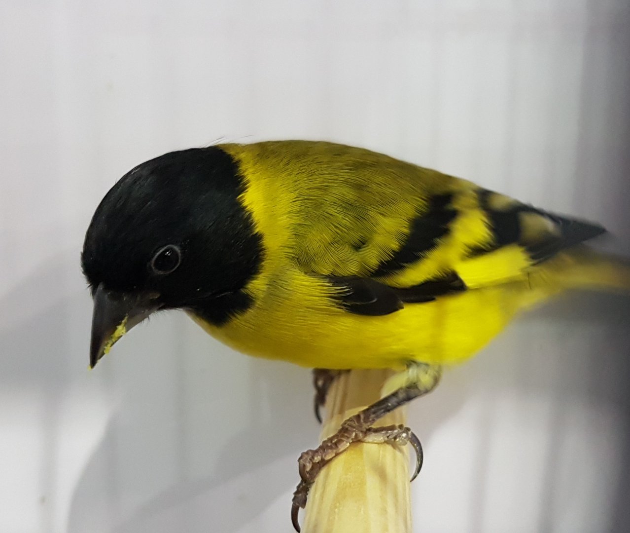Black-headed siskin