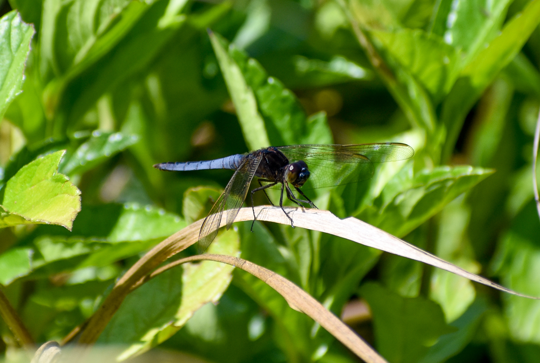 Black-headed Skimmer, Crocothemis nigrifrons