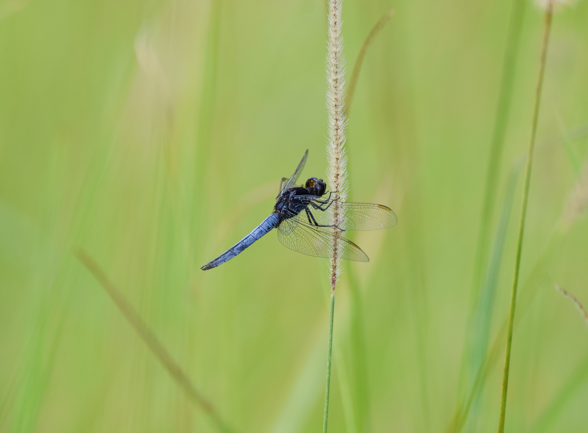 Black-headed Skimmer