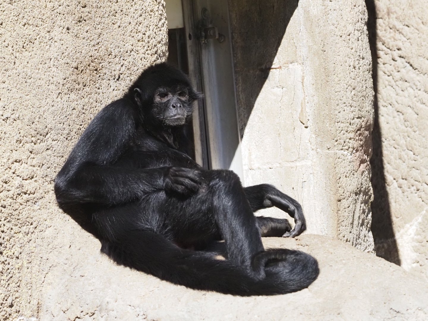 Black-Headed Spider Monkey 1