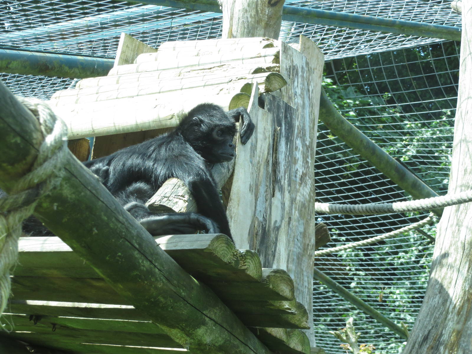 Black-headed Spider Monkey 110715