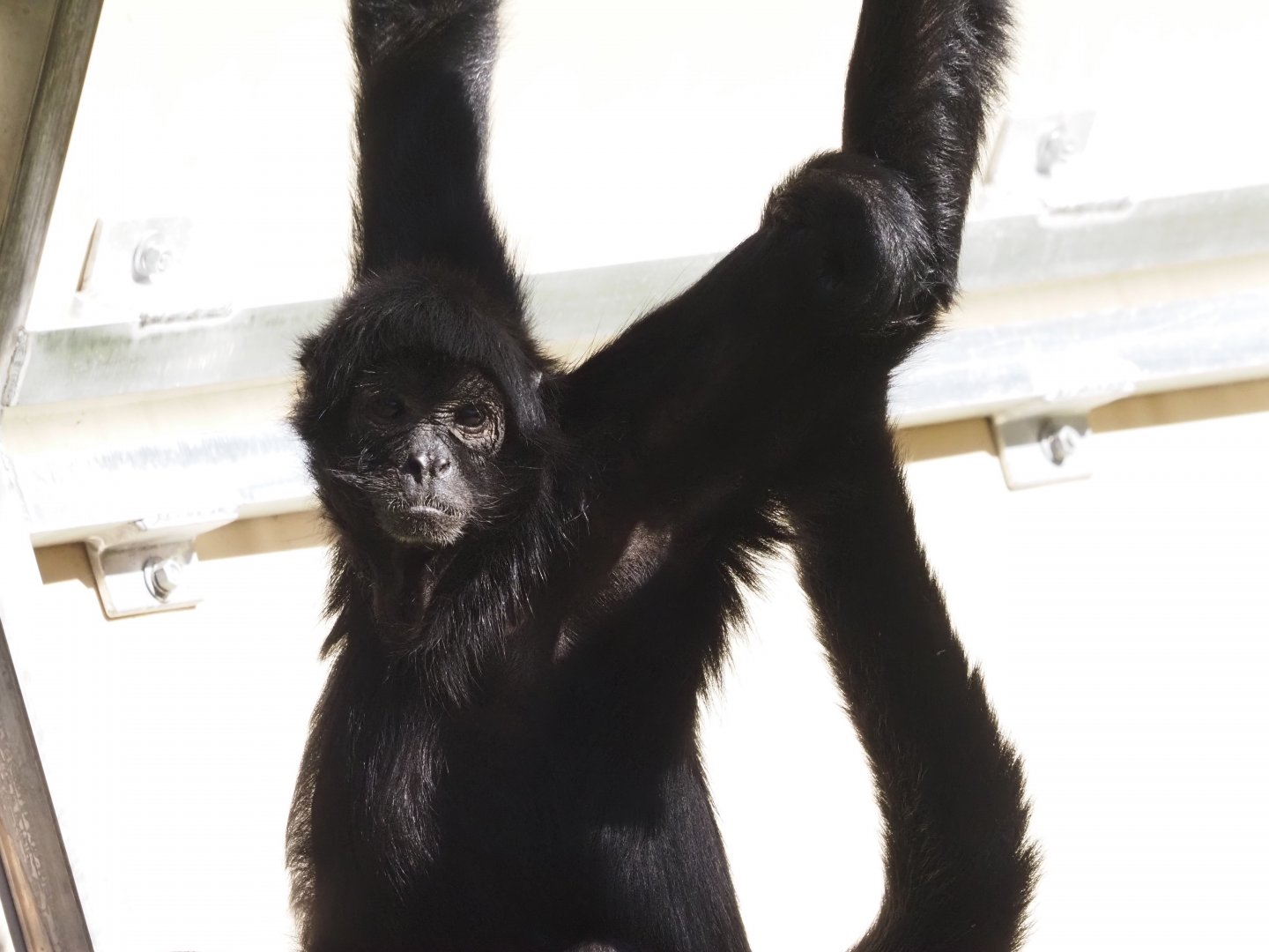 Black-Headed Spider Monkey 2