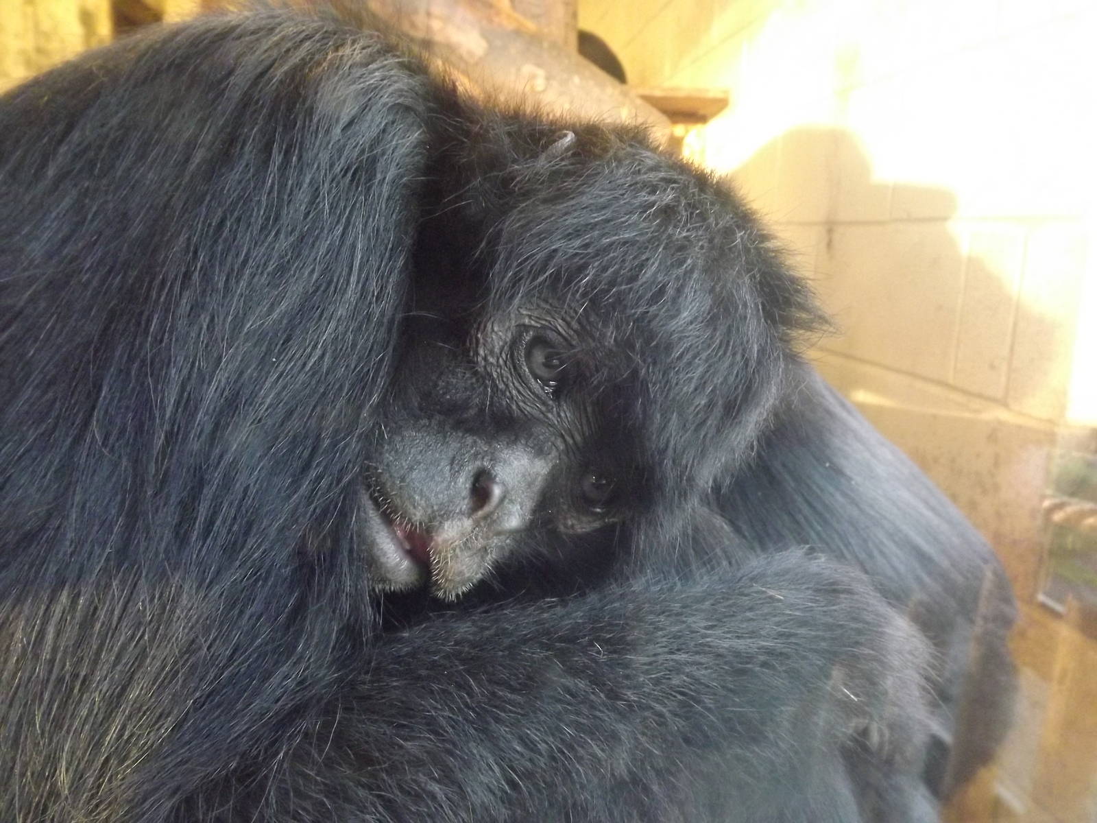 Black headed spider monkey at Blackpool Zoo 15/01/12