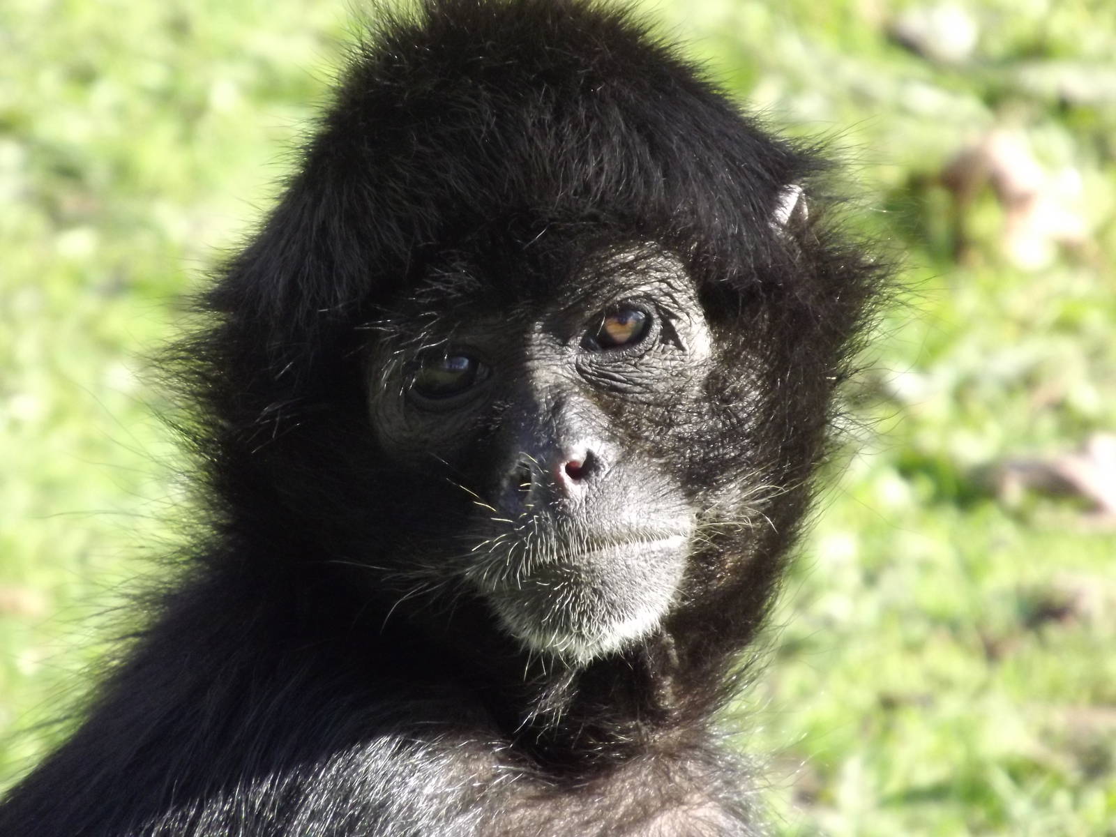 Black headed spider Monkey at Blackpool zoo 16/10/11