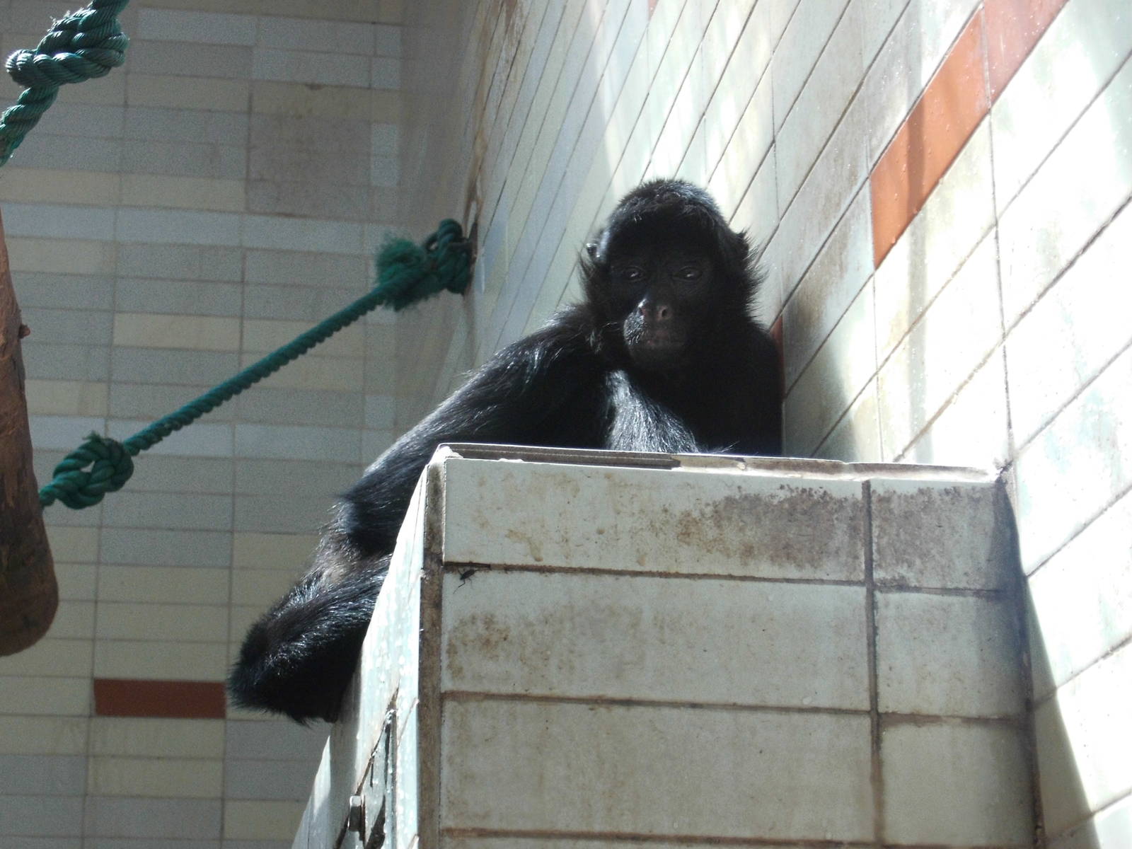 Black-headed spider monkey at Shanghai zoo 2014-4-3