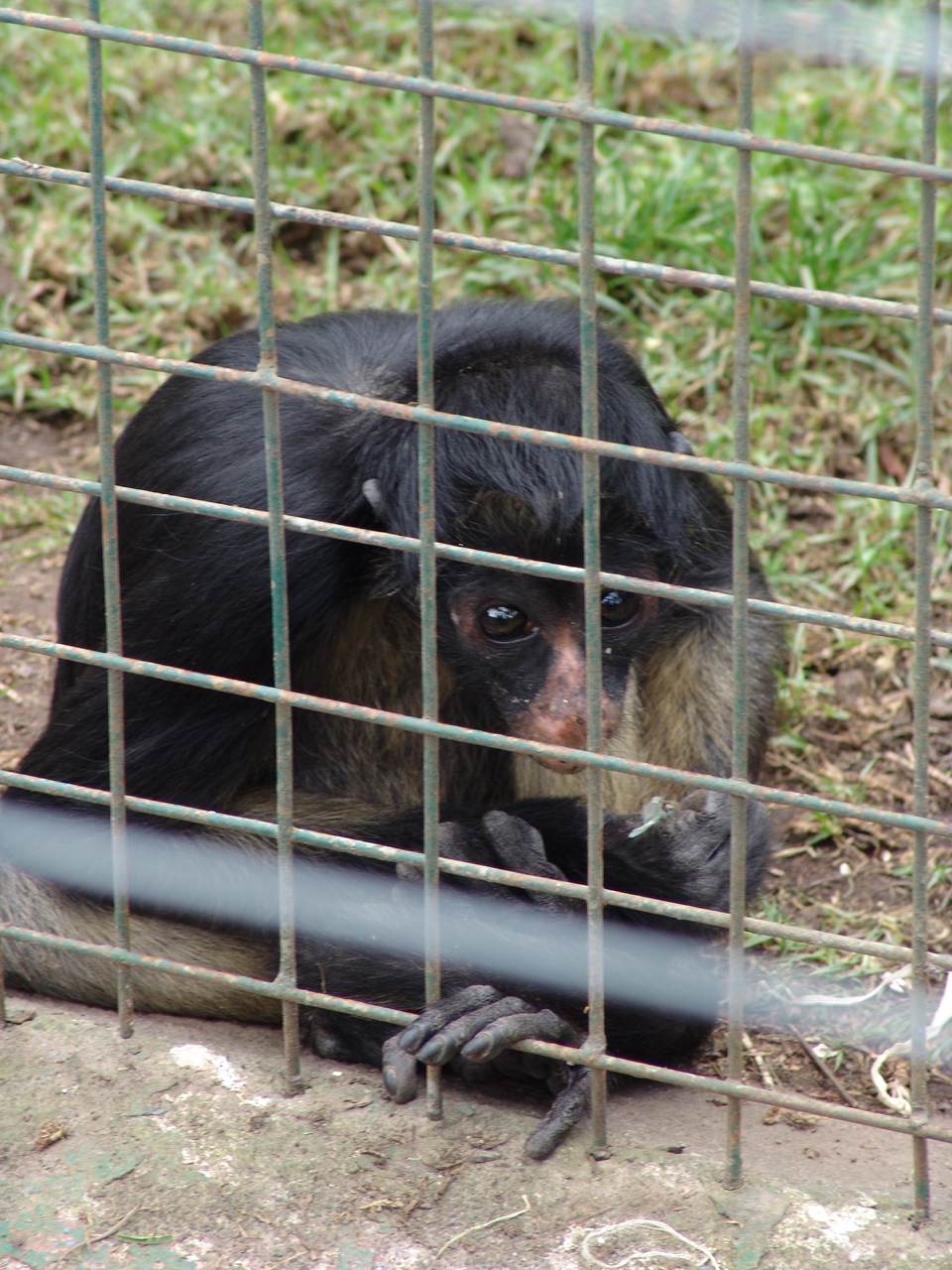 Black-headed Spider Monkey (Ateles fusciceps)