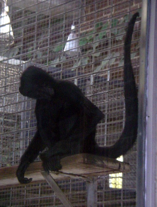 Black-headed Spider Monkey (Ateles fusciceps)