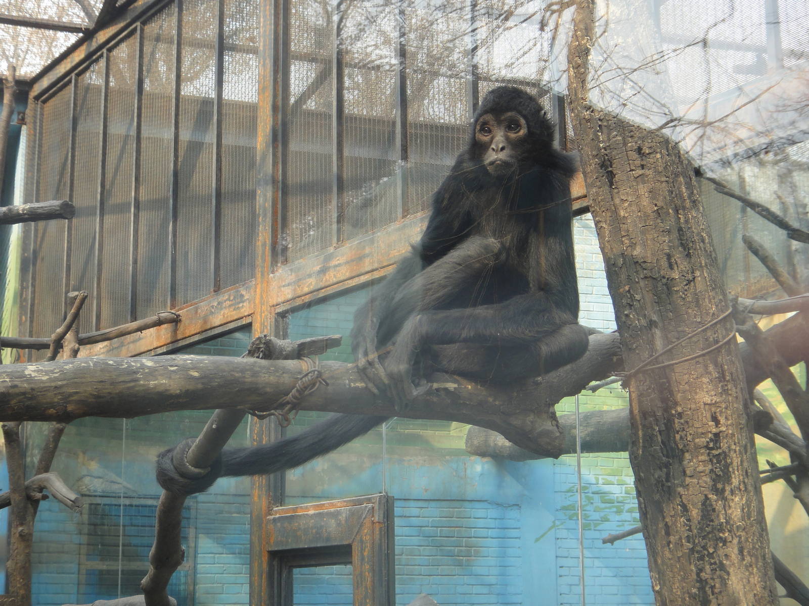 Black-headed spider monkey (Ateles fusciceps)