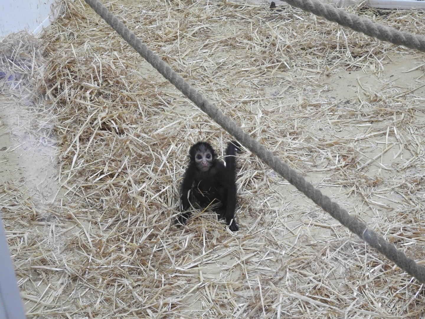Black-Headed Spider Monkey? (Ateles fusciceps)