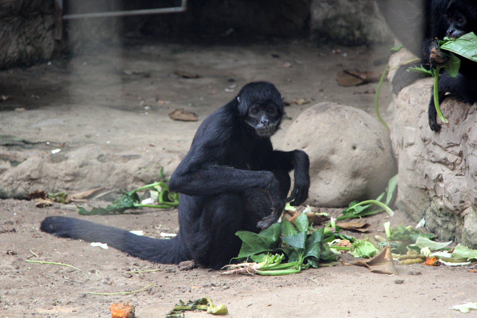 black-headed spider monkey (Ateles fusciceps)