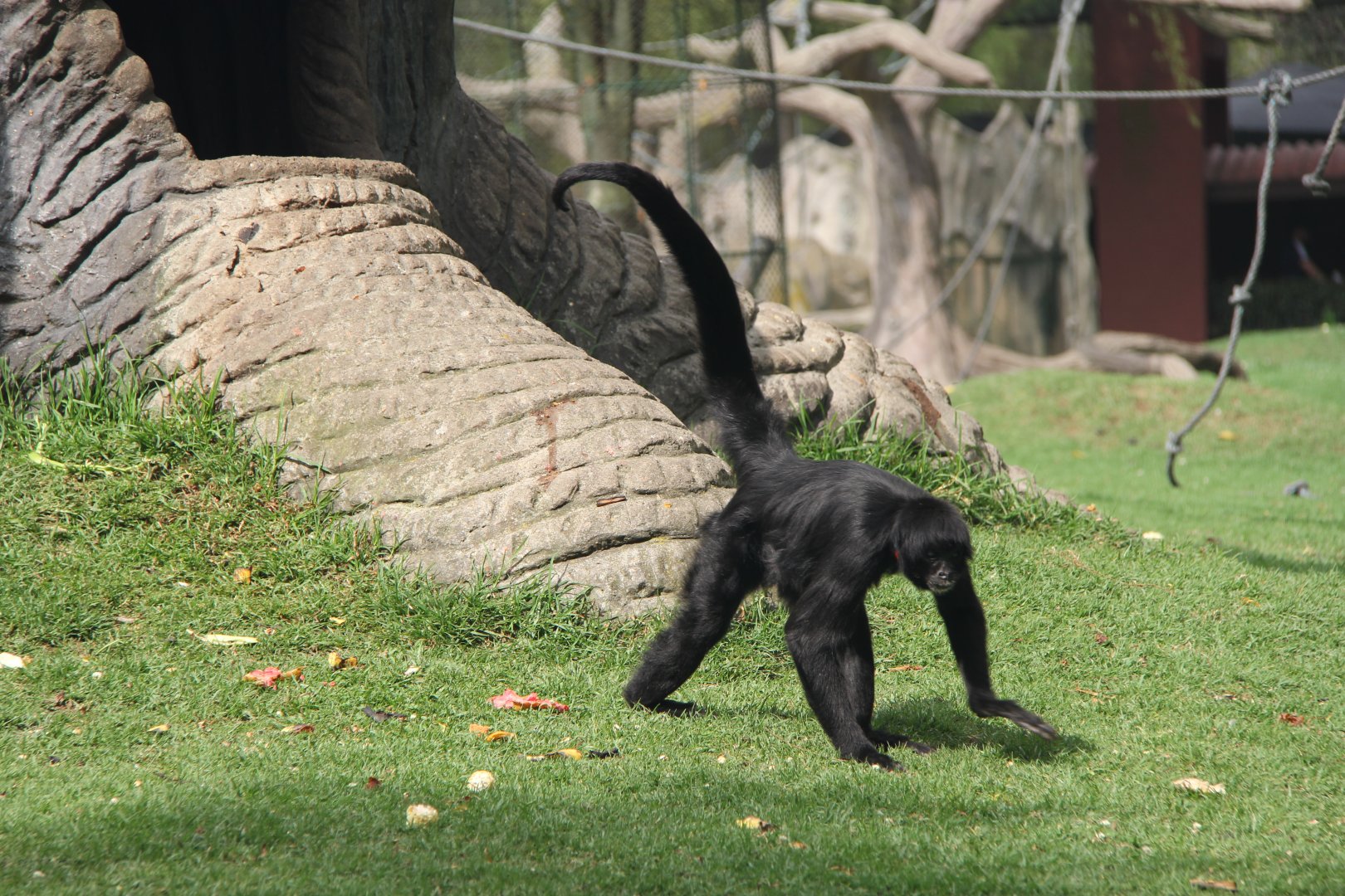 black-headed spider monkey (Ateles fusciceps)