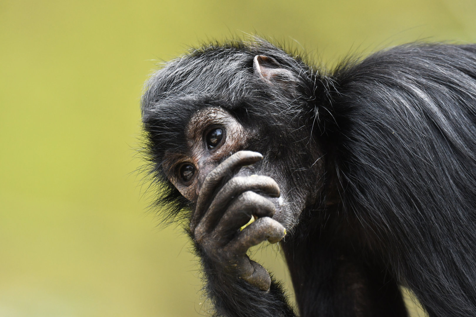 Black-headed spider monkey (Ateles fusciceps)