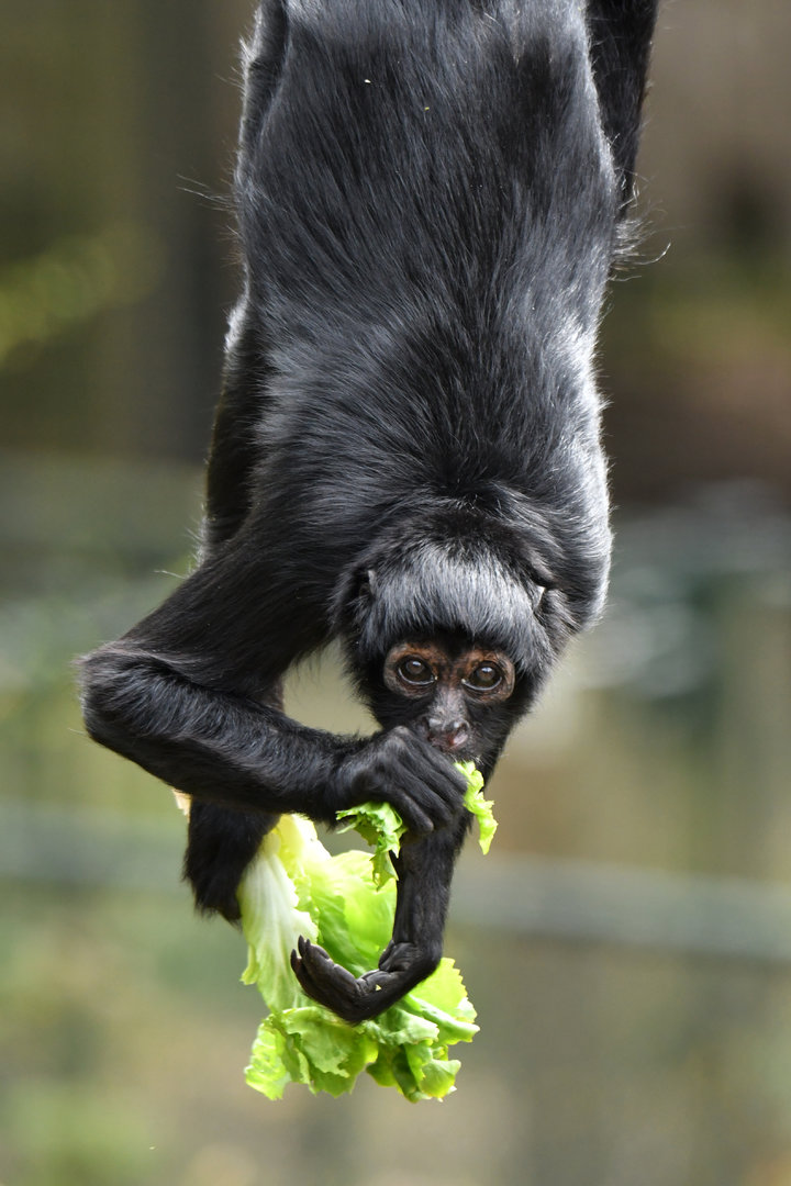 Black-headed spider monkey (Ateles fusciceps)