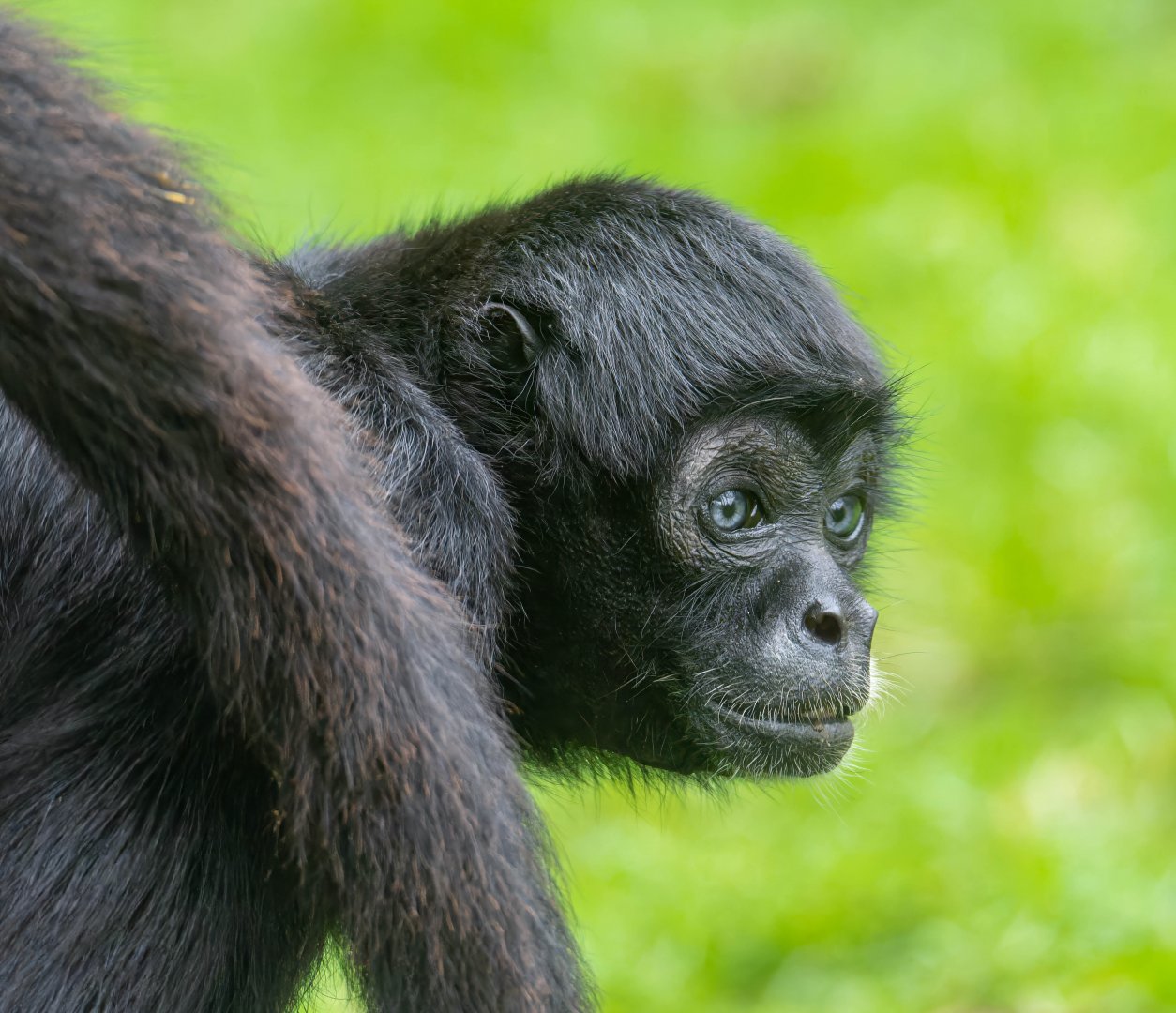 Black headed spider monkey, Banham zoo, UK