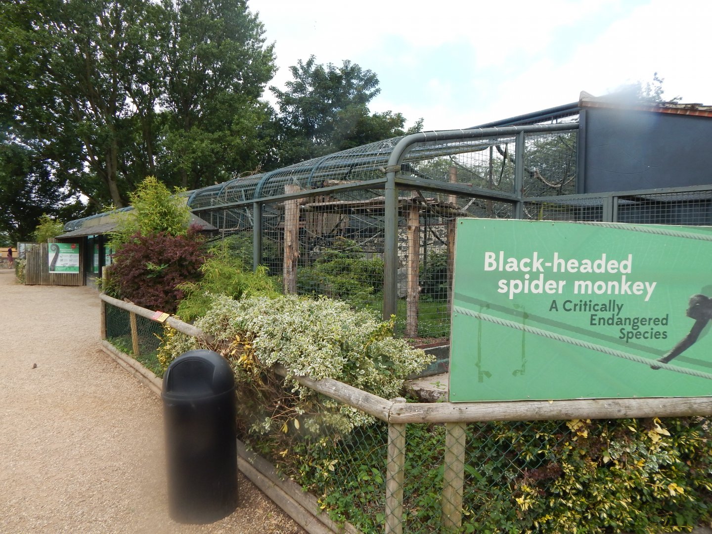 Black-headed spider monkey enclosure 020721