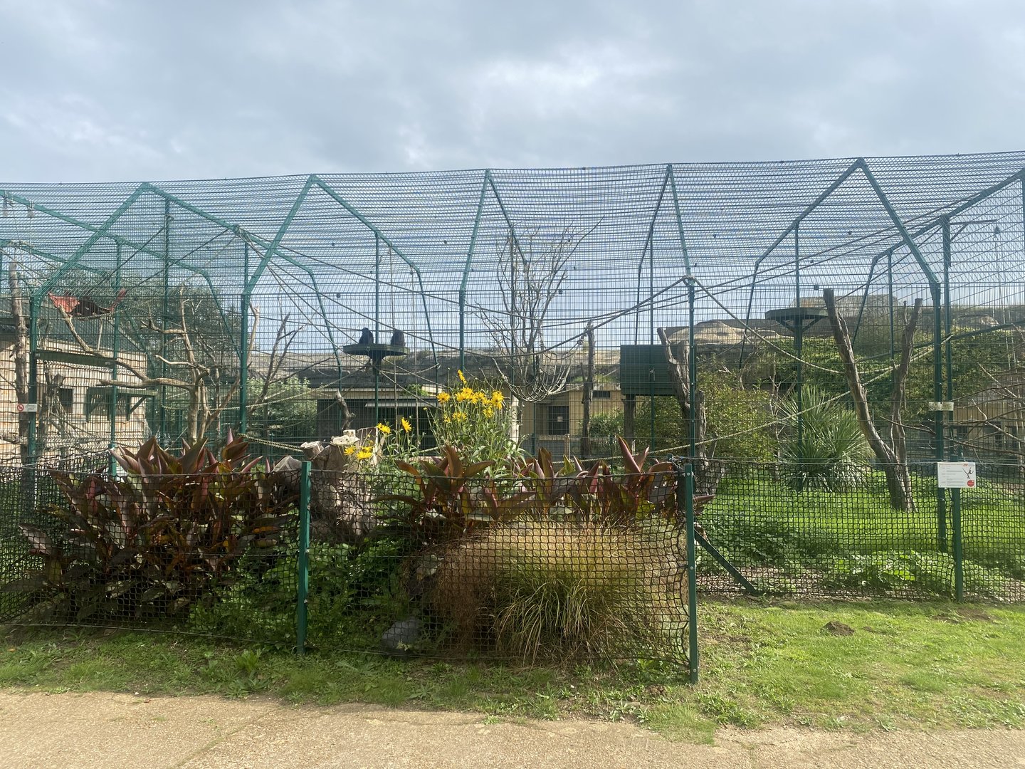 Black-headed spider monkey enclosure 130923