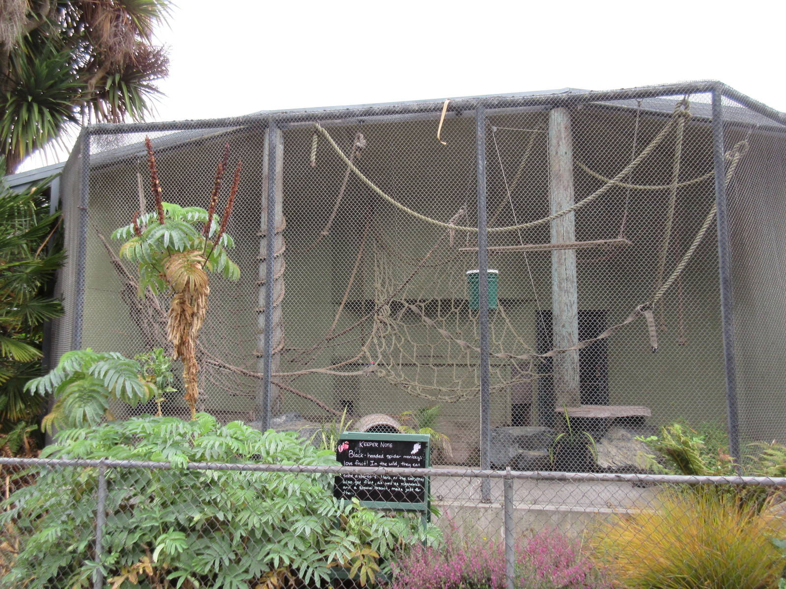 Black-Headed Spider Monkey Exhibit (exhibit sign has siamangs on it!)