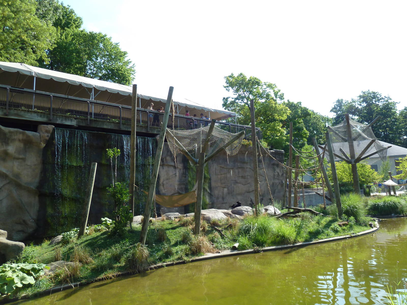Black-Headed Spider Monkey Exhibit