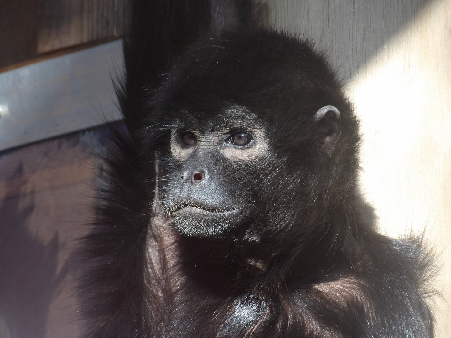 Black-Headed Spider Monkey ‘Loki’