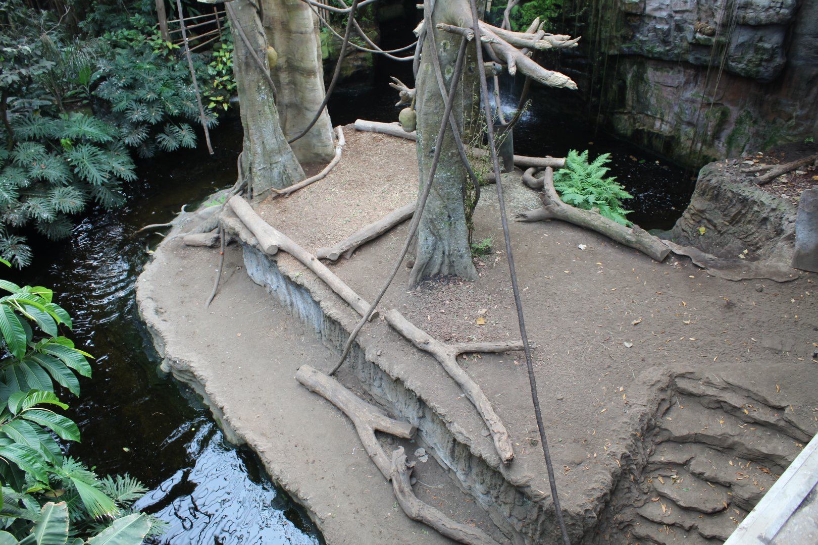 Black-Headed Spider Monkey & Malayan Tapir Exhibit - Lied Jungle