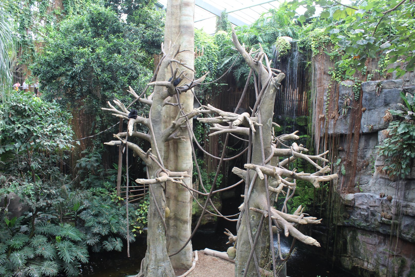 Black-Headed Spider Monkey & Malayan Tapir Exhibit - Lied Jungle