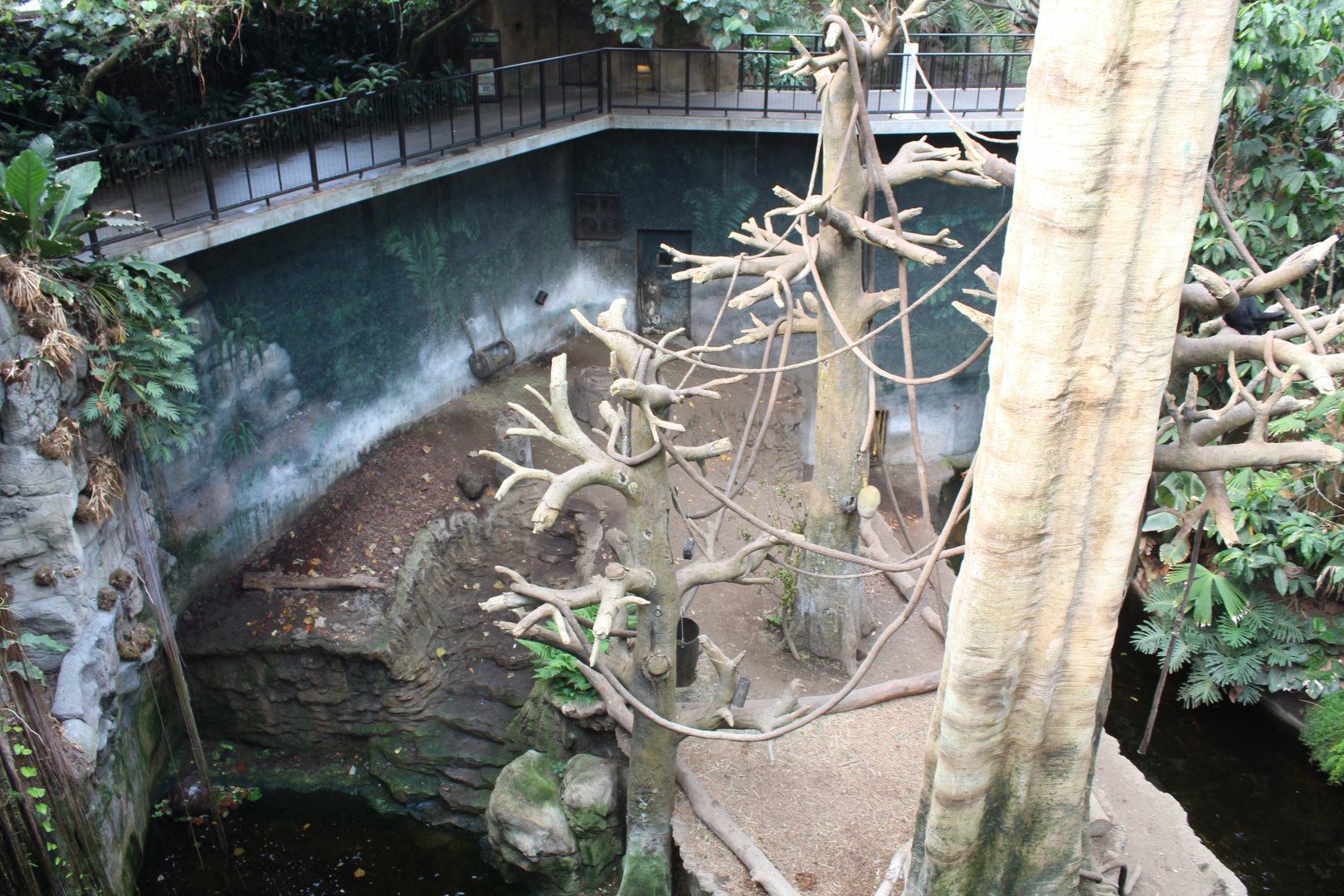 Black-Headed Spider Monkey & Malayan Tapir Exhibit - Lied Jungle