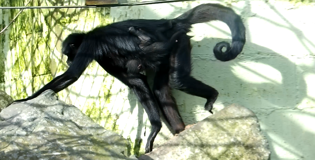 Black-Headed Spider Monkey (Mother And Offspring)