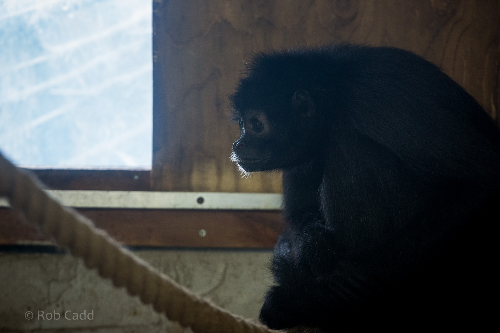 Black-headed spider monkey : Twycross : 31 Oct 2014