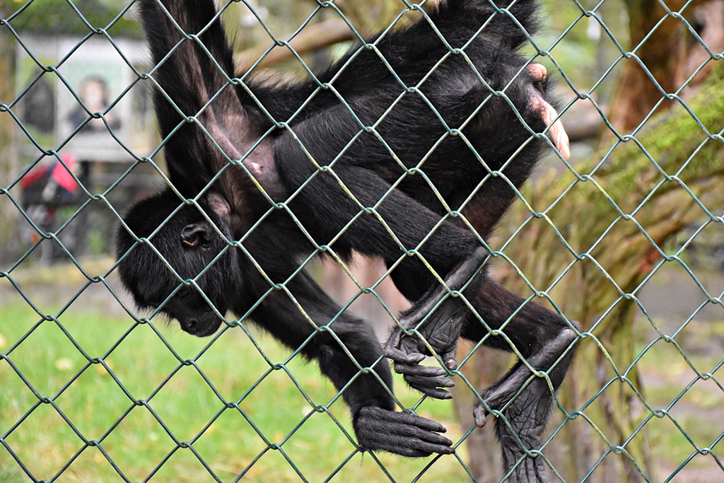 Black-headed spider monkey