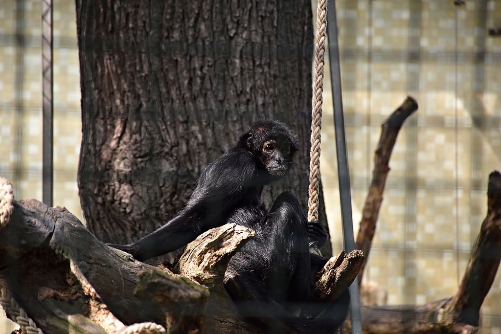 Black-headed spider monkey