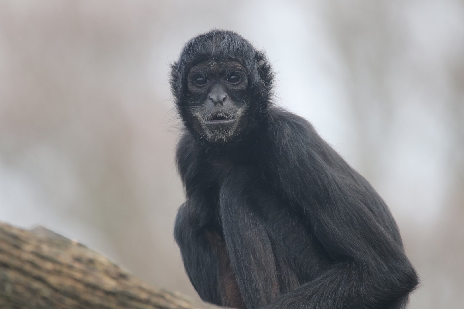 Black-headed spider monkey