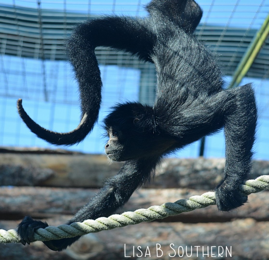 Black Headed Spider Monkey