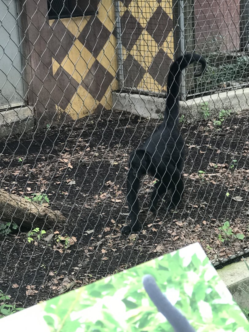 Black-headed spider monkey