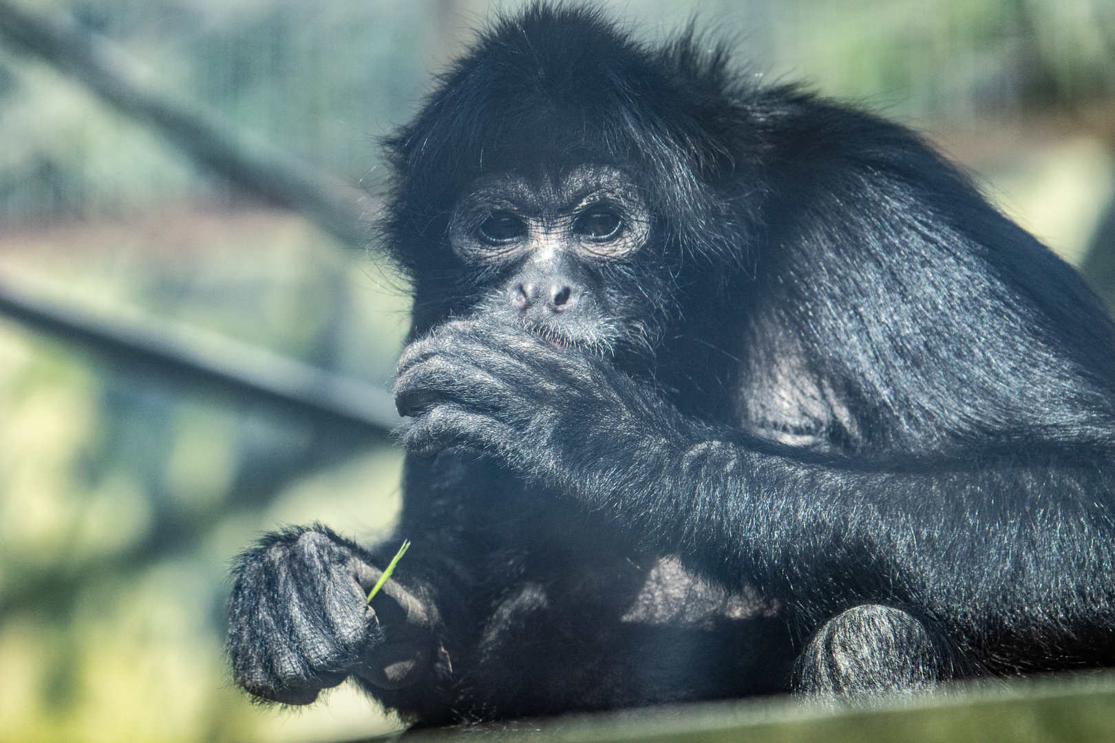 Black Headed Spider Monkey