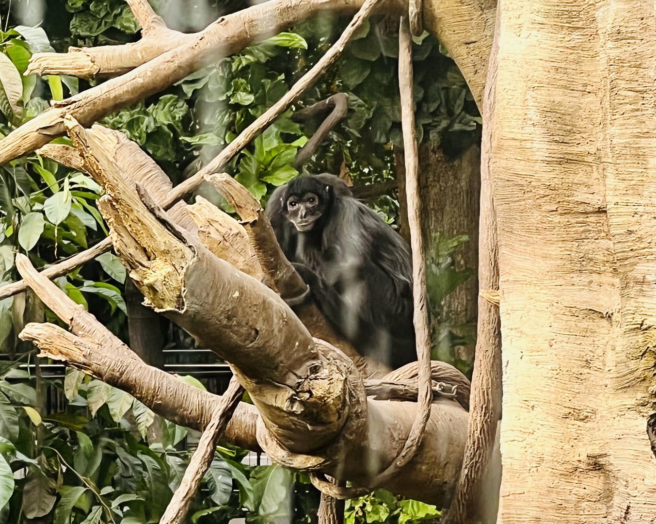 Black-headed Spider Monkey