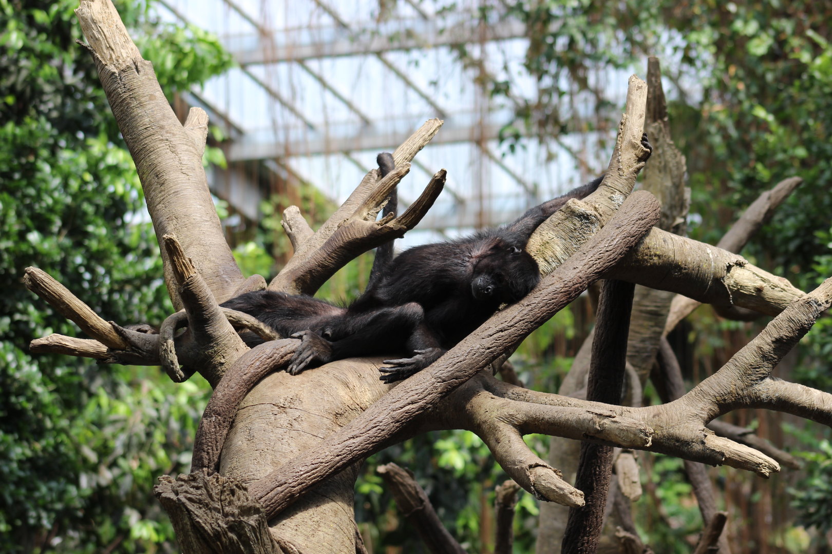 Black-headed Spider Monkey