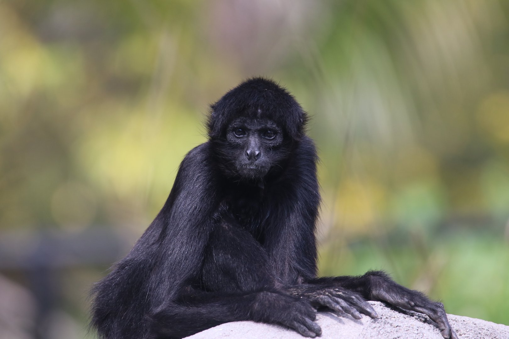 Black-headed spider monkey