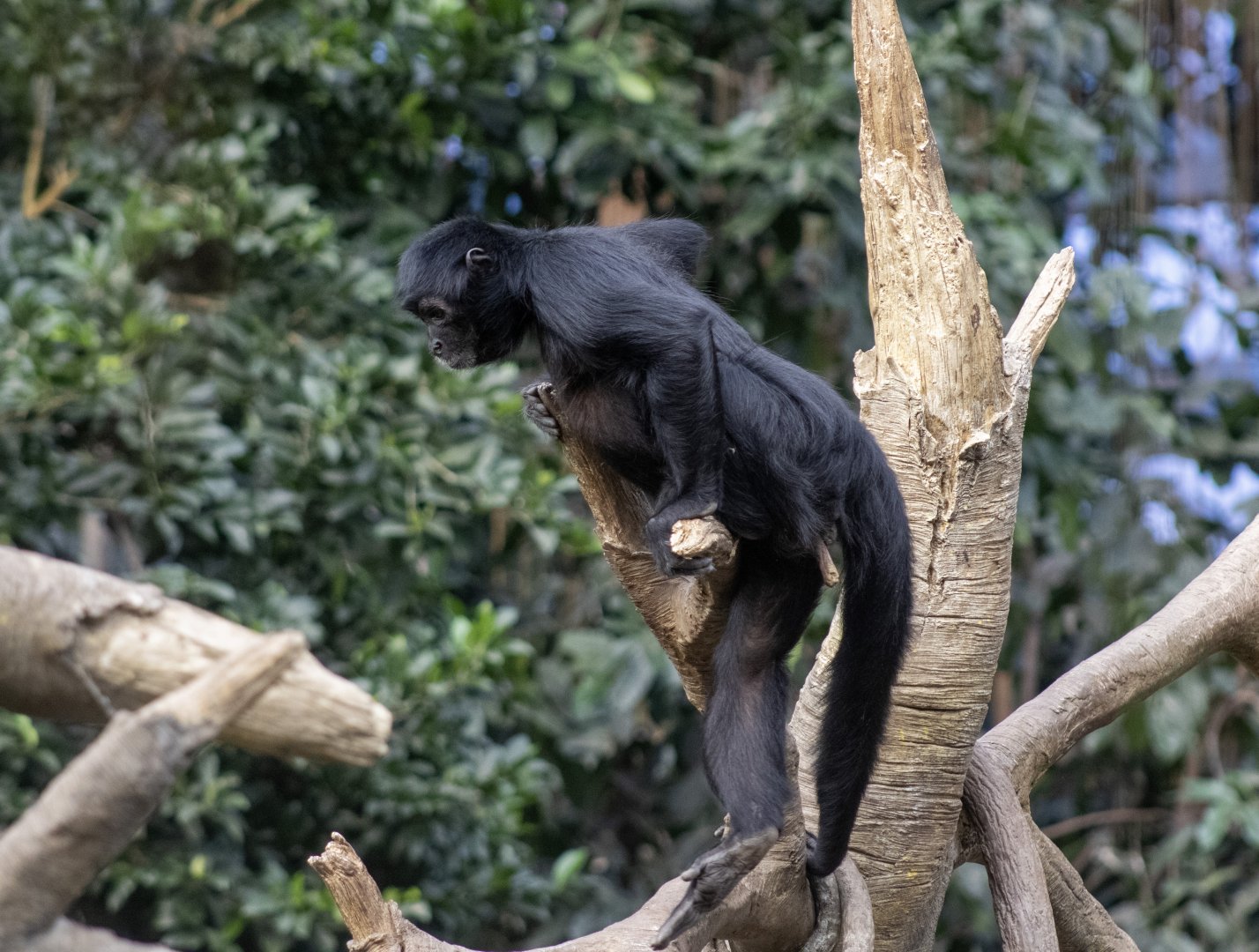 Black-headed Spider Monkey