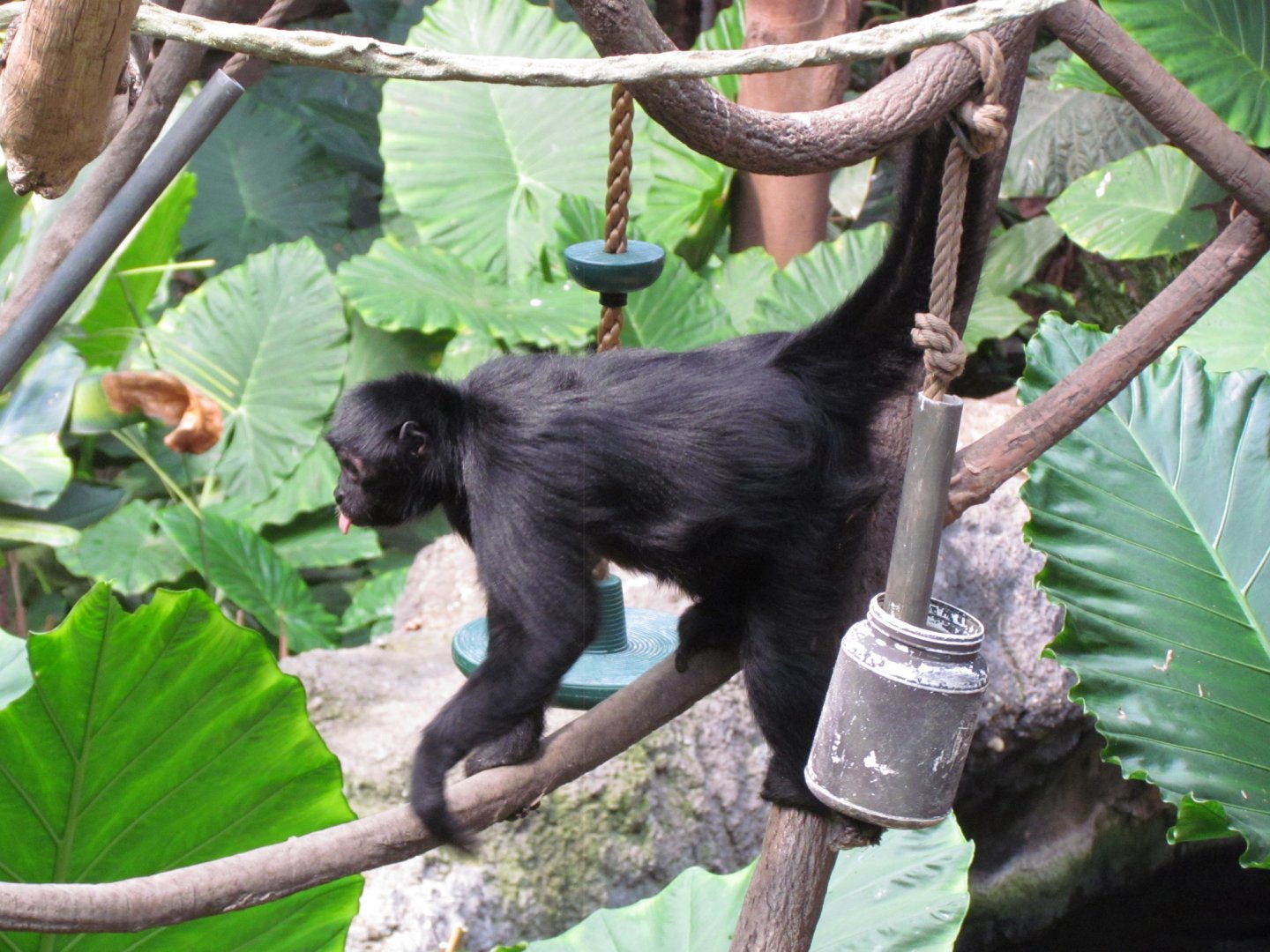 Black-headed Spider Monkey