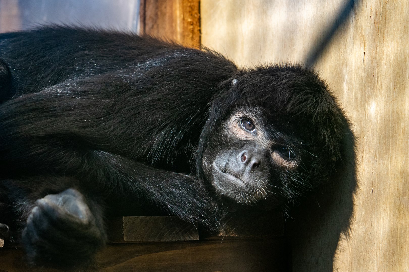 Black-Headed  Spider Monkey