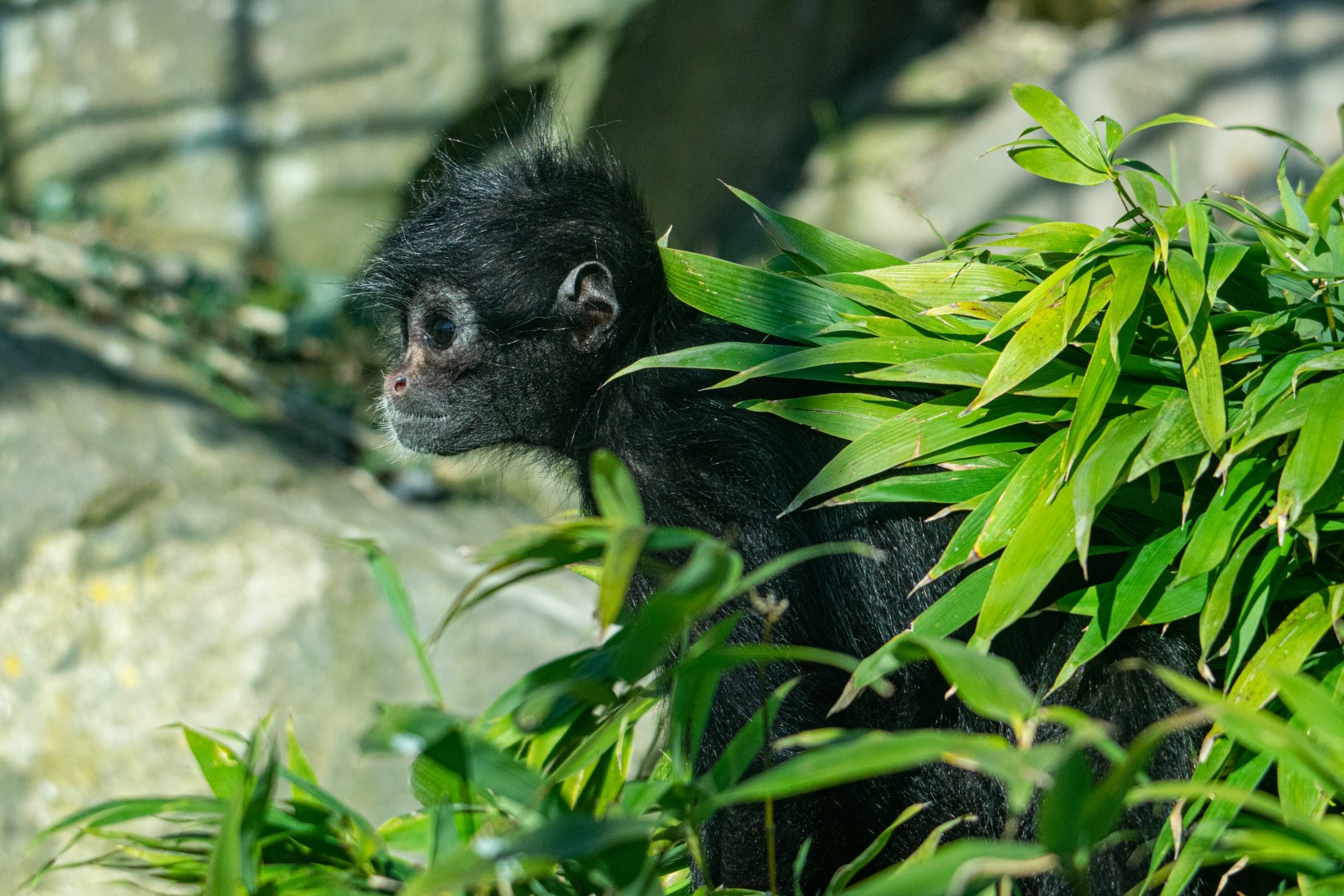 Black-Headed  Spider Monkey